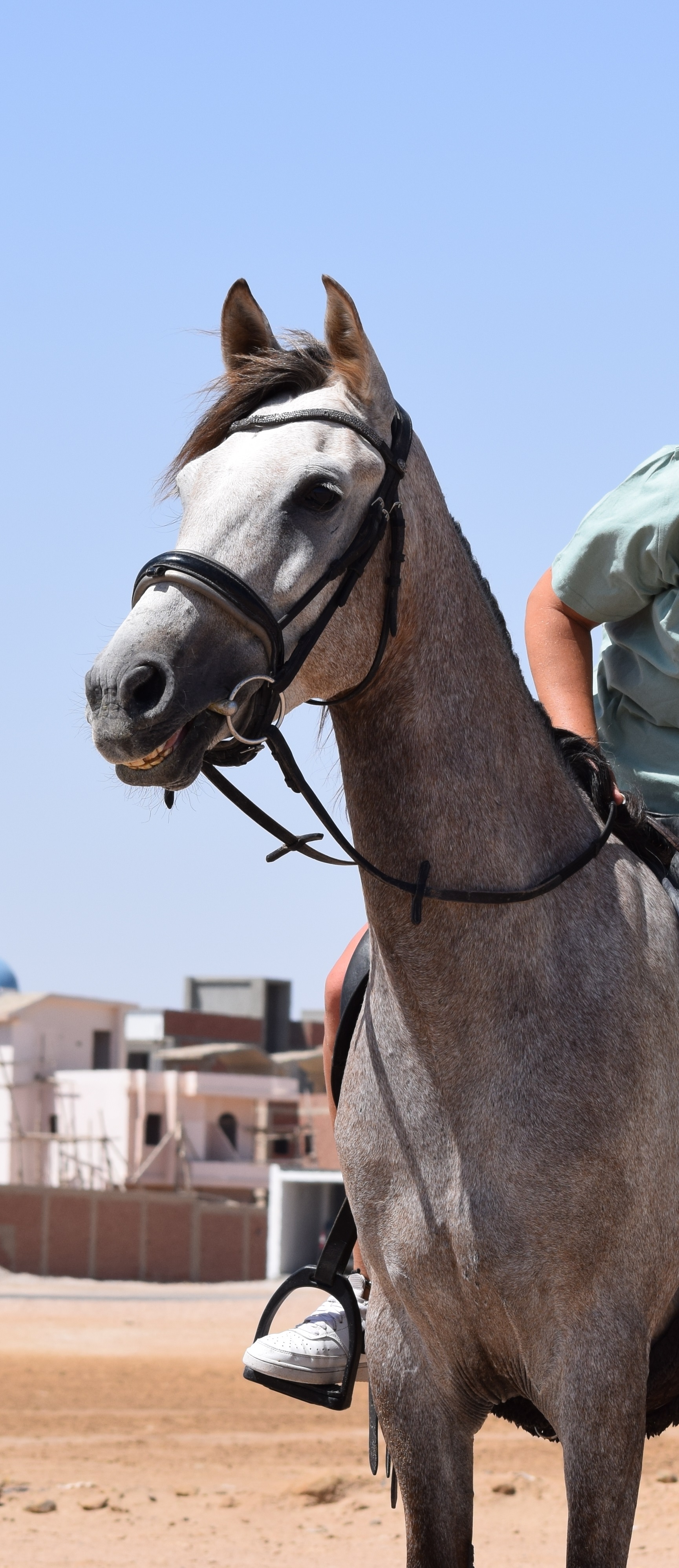 Horse & Animal Park Hurghada – Impression 7