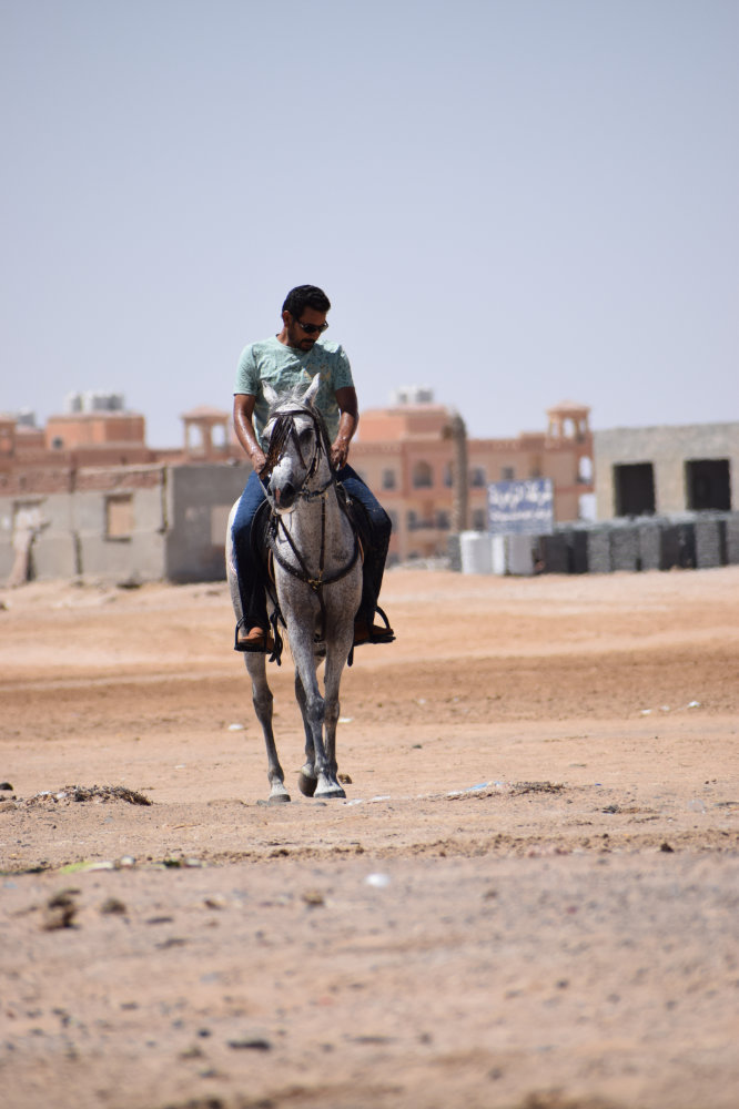 Horse & Animal Park Hurghada – Impression 9