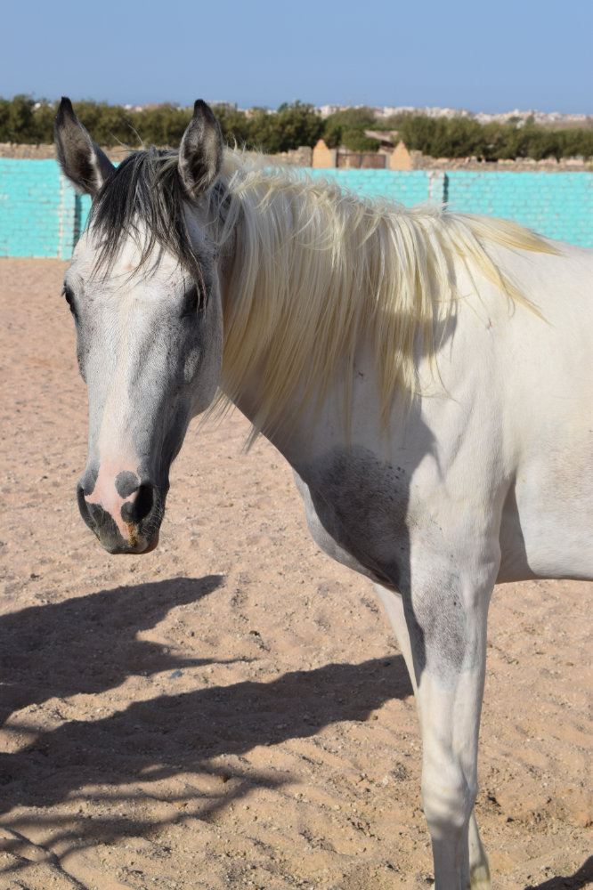 Horse & Animal Park Hurghada – Impression 11