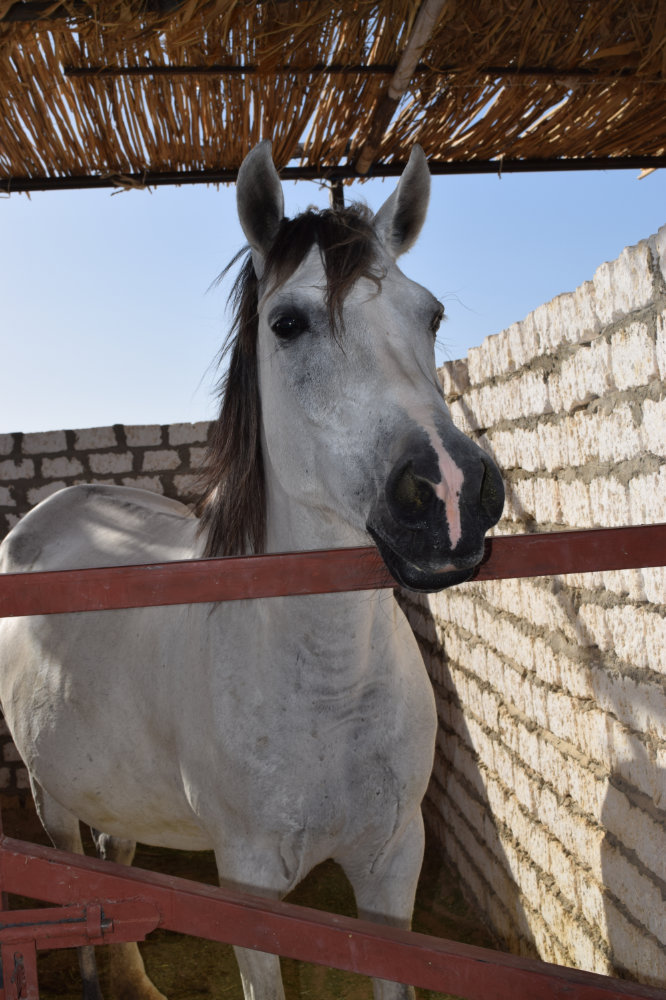 Horse & Animal Park Hurghada – Impression 13