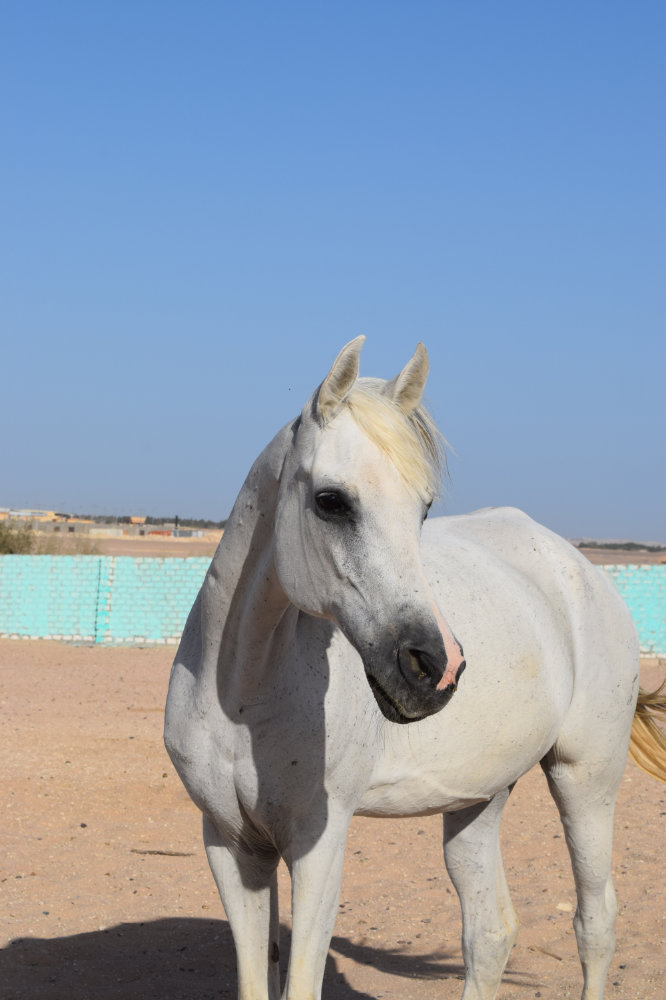 Horse & Animal Park Hurghada – Impression 15