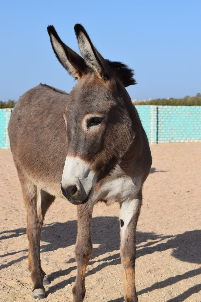 Horse & Animal Park Hurghada – Impression 16