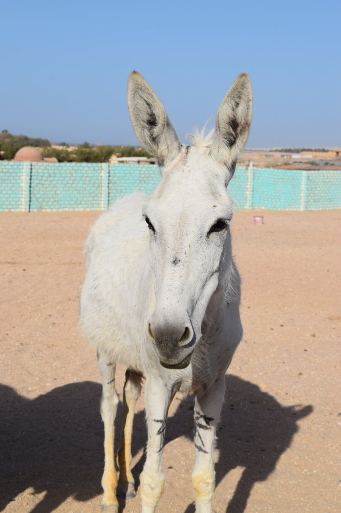 Horse & Animal Park Hurghada – Impression 17