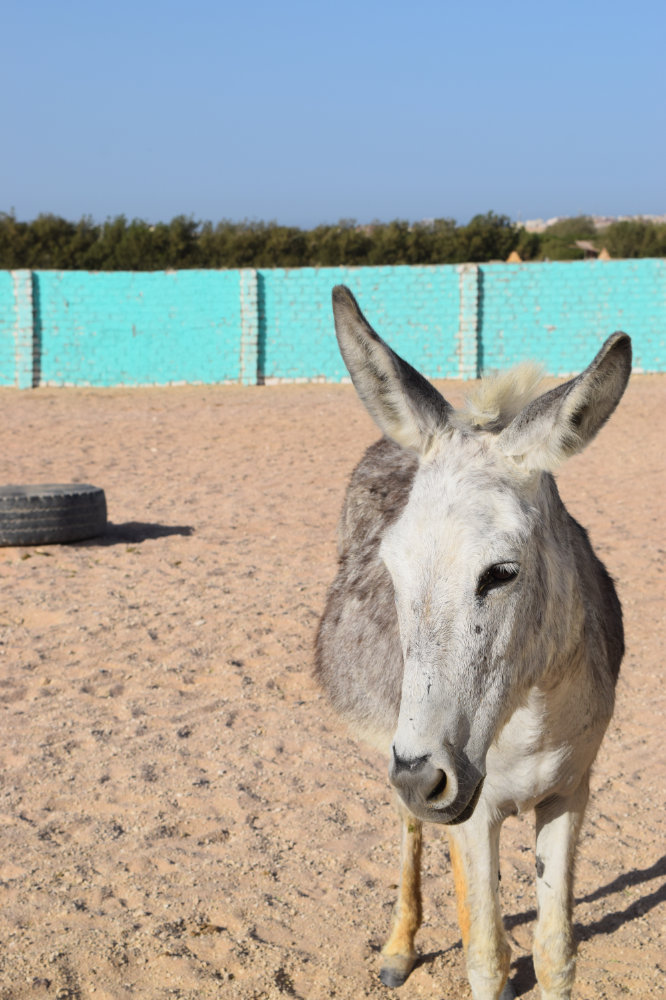 Horse & Animal Park Hurghada – Impression 18