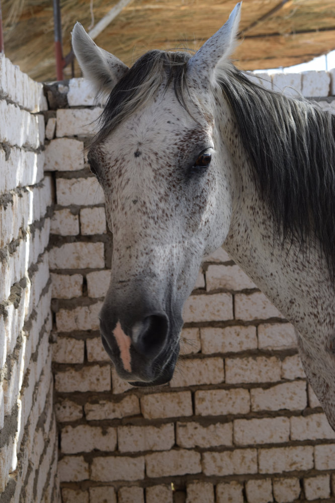 Horse & Animal Park Hurghada – Impression 19