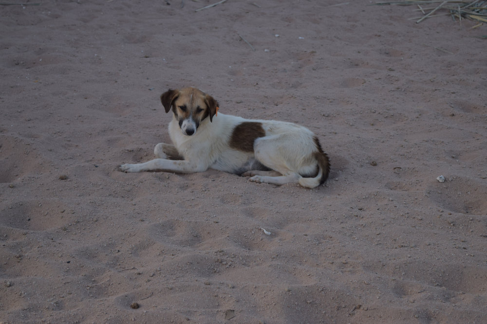 Horse & Animal Park Hurghada – Impression 27