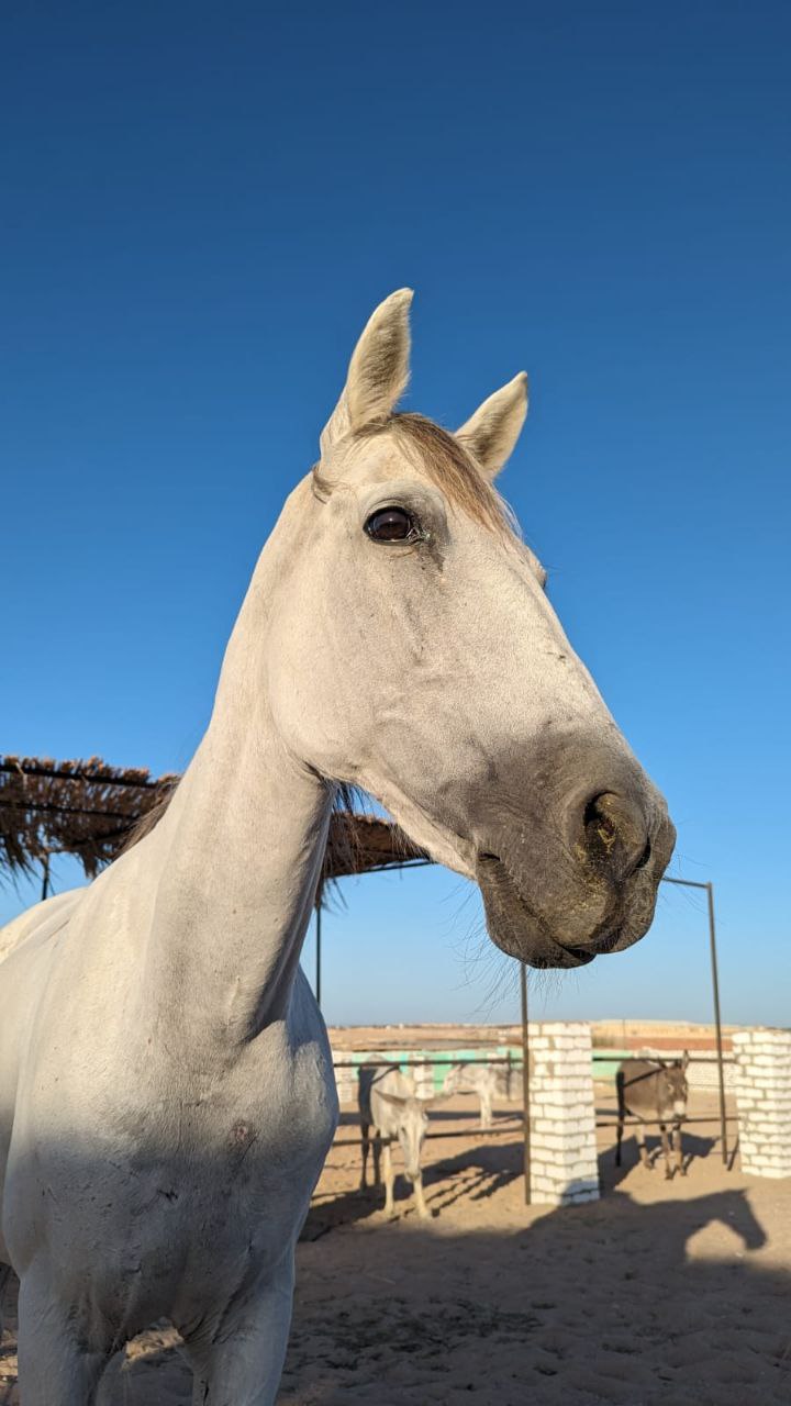 Horse & Animal Park Hurghada – Impression 35